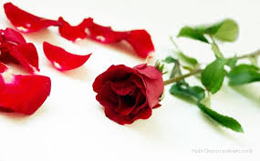 Would I Ever Rebloom In Your Heart?