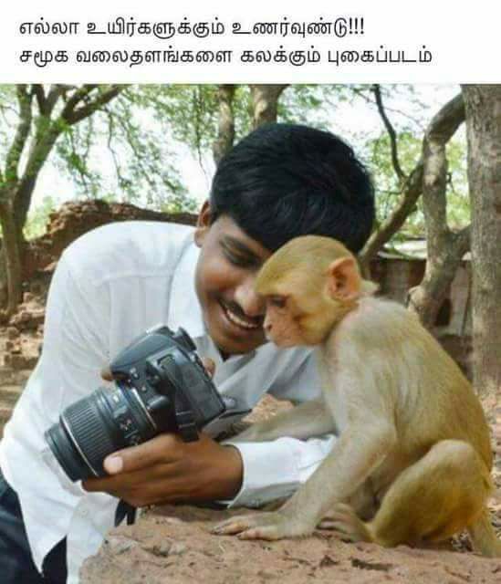 The Ancestral Monkey Searches Its Mate Among The Colour Photos!