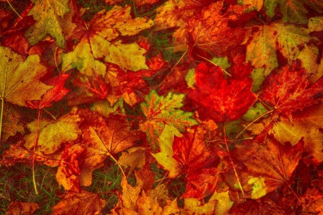 Spellbound In Autumn