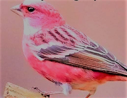 Bird Colours 6 - 
pretty Rosy Rosefinch