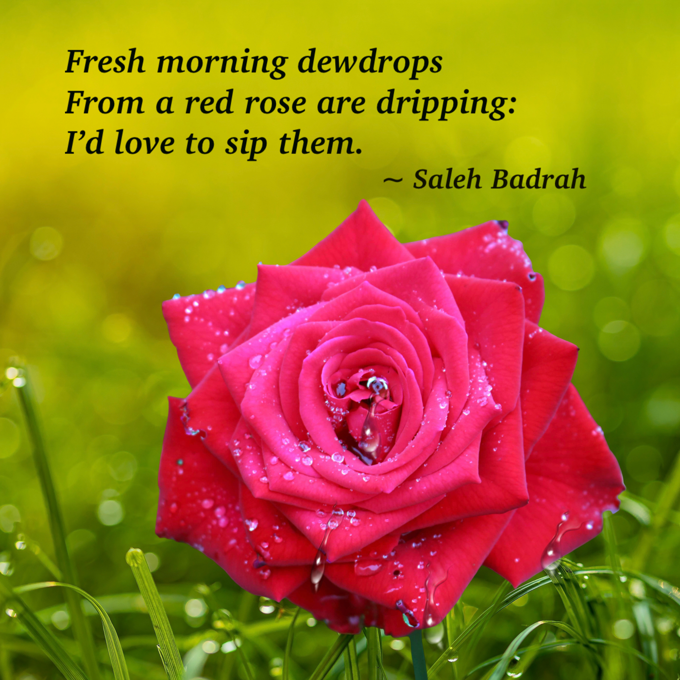 Fresh Morning Dewdrops