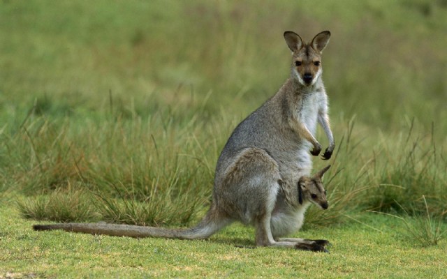 Mother Roo