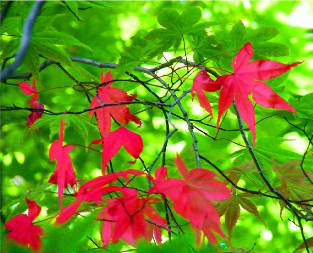Colours Of February
