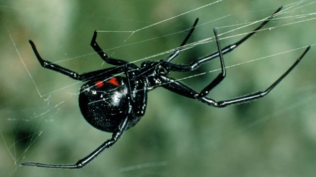 Square Poems 17: Spider Acrostic