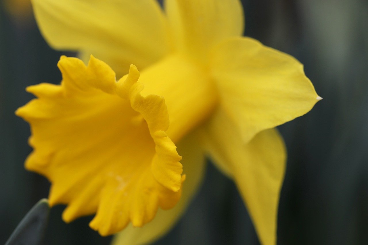 For My Strong Daffodil