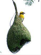 Haiku: Half Finished Nest