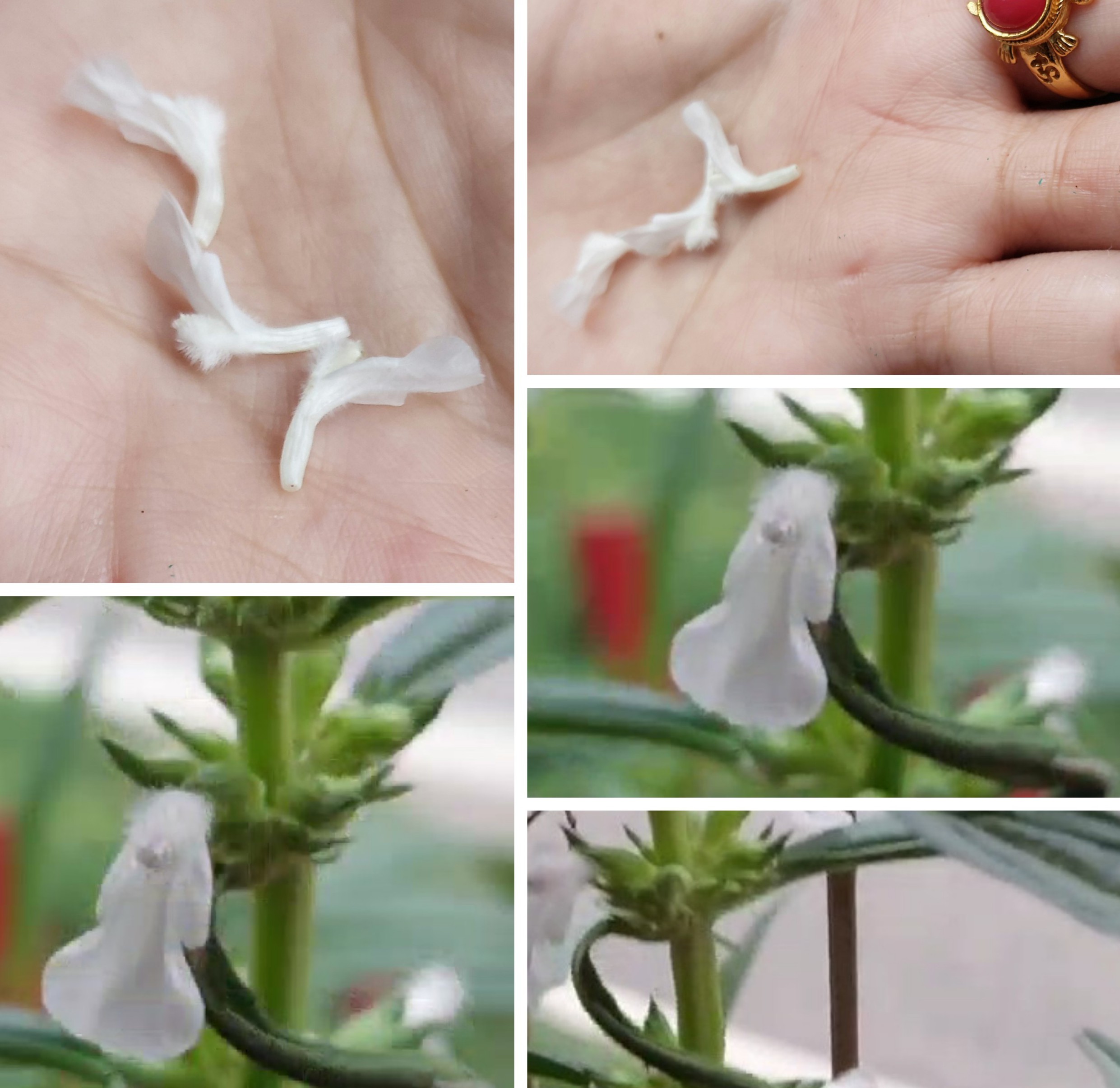 Tiny Flowers -The Tumbe