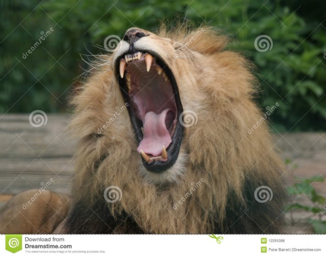 Lion Roars In
