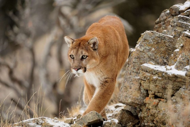 Square Poems 07: Cougar Acrostic