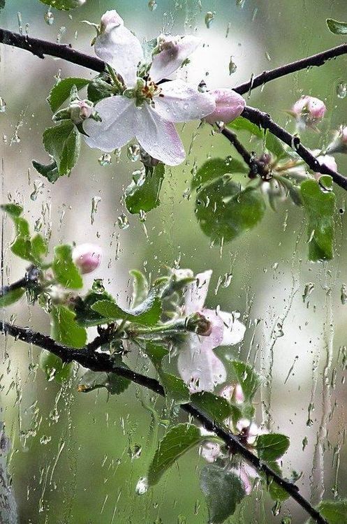 An Epiphany In Early April