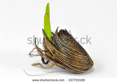 Nature Planted It