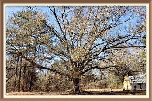 The Mighty Oak Stands Tall