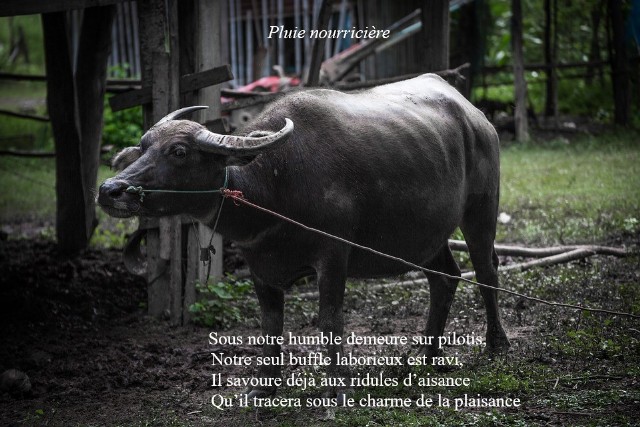 Mousson Nourricière