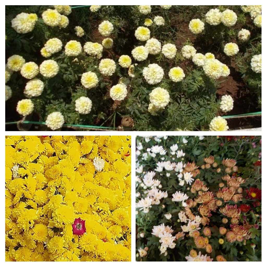 The Chrysanthemum Flowers..!