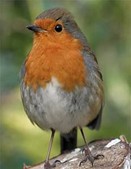 Birds And Butterflies