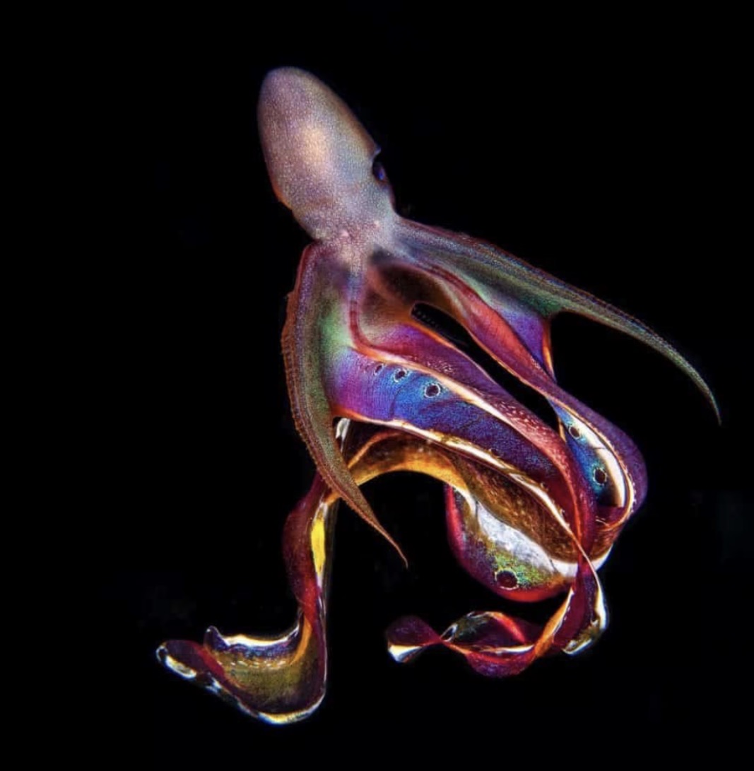 The Native Fish Of Meeanjin
-Olly