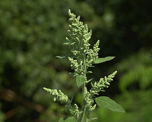 Lambsquarters