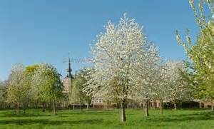Voorjaar In Limburg