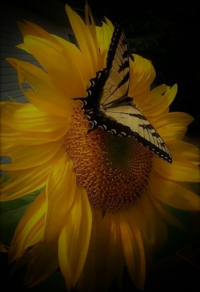 Butterfly 3 - The Bold Butterfly & The Bright Sunflower