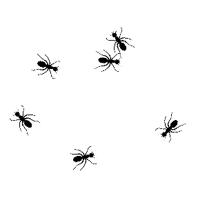 Ants (My Top Three Ants)