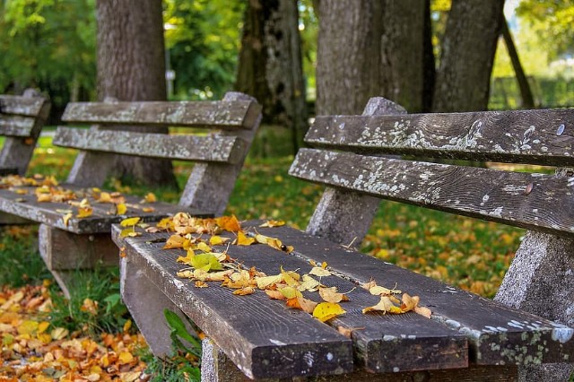 Early October Musings: (Ward Jackson Park: Hartlepool, October 7th,2020)