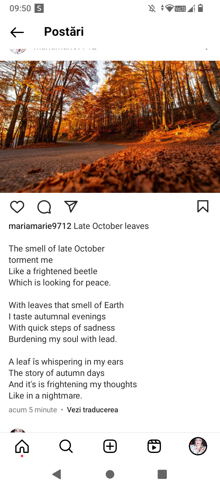 Late October Leaves