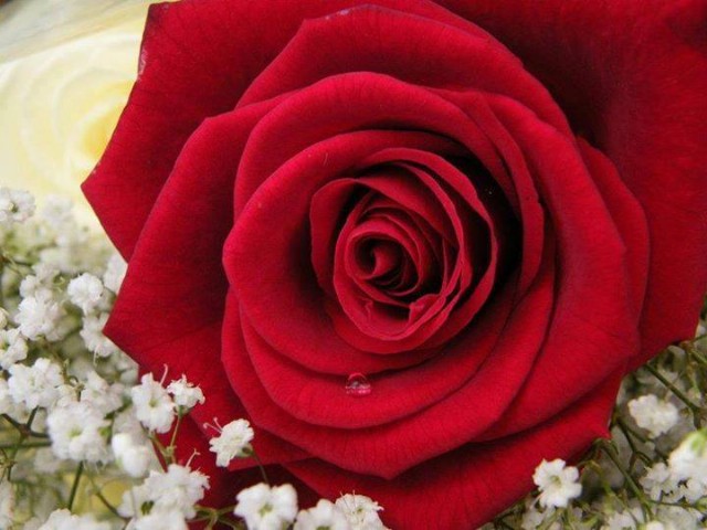 A Flower In The Desert!