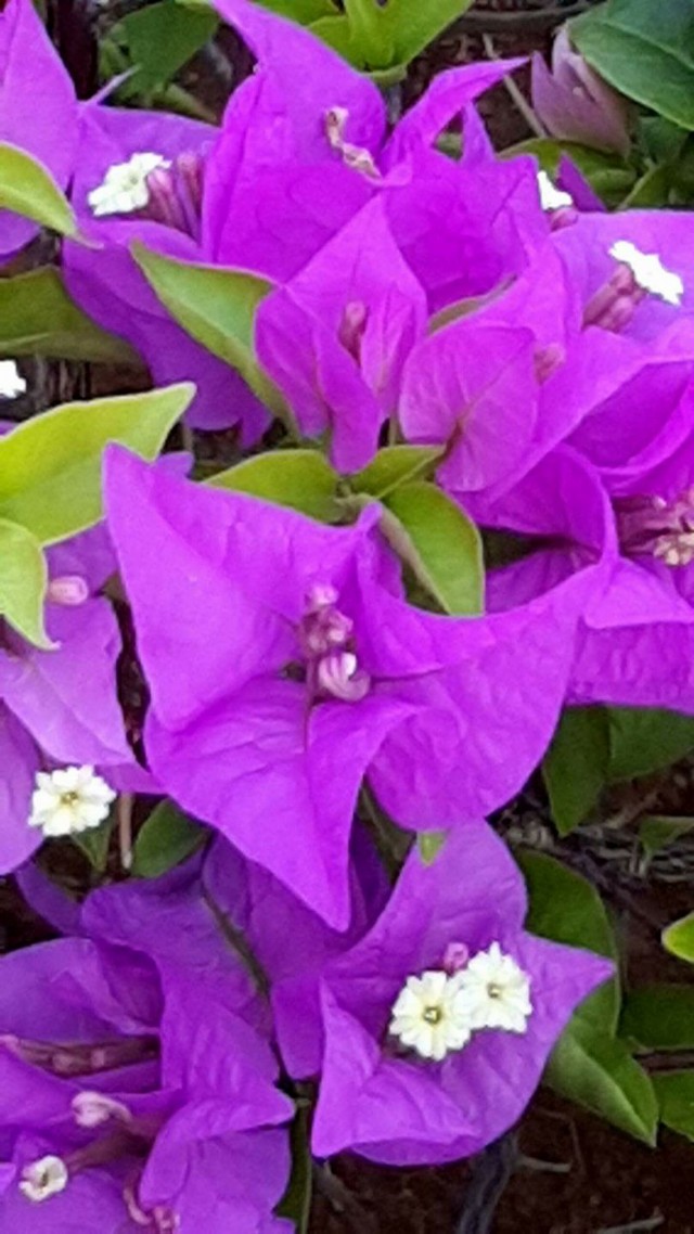 A Thought For Flower Bougainvillea - (Tamil Poem)