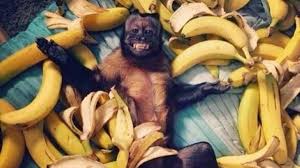 আমার ভবিষ্যৎ