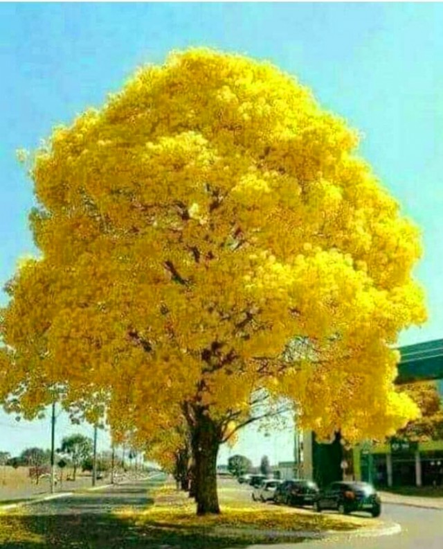 Tree 17 -The Glorious Golden Tree