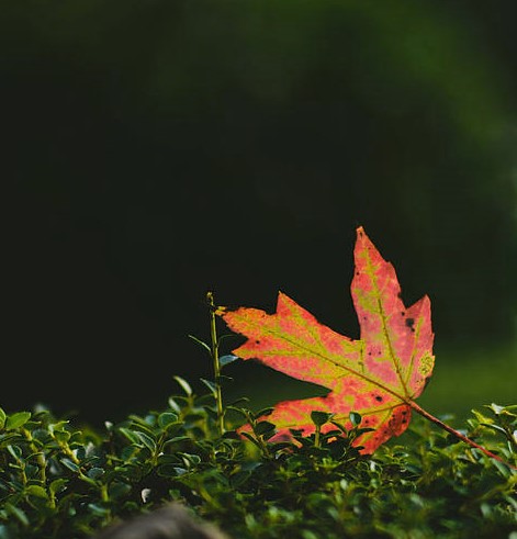 Haiku: Fallen Leaf