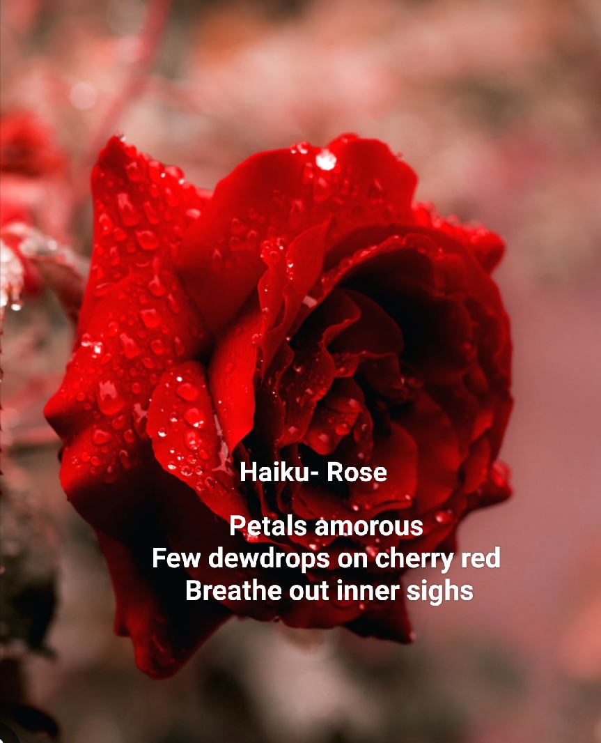 Haiku- Rose