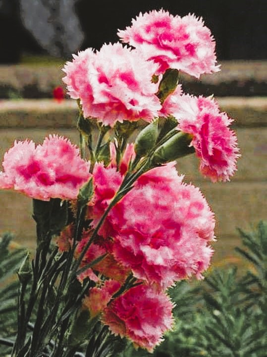 Flower 16 - The Charming Carnations