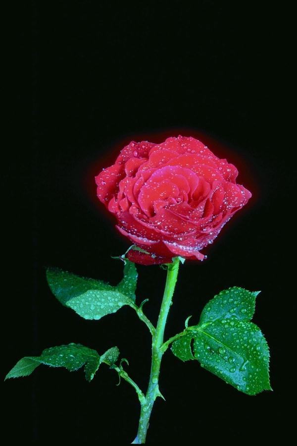 Flower 4 -  The Radiant Red Rose - Sonnet