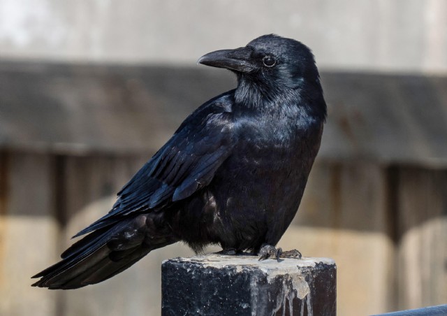 The Big Black Crow