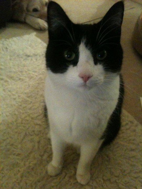 Amy's Cat