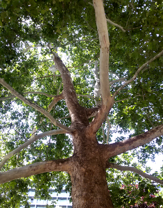 Plane Treeπλατανοσ