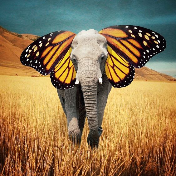 Elephant-Butterfly
