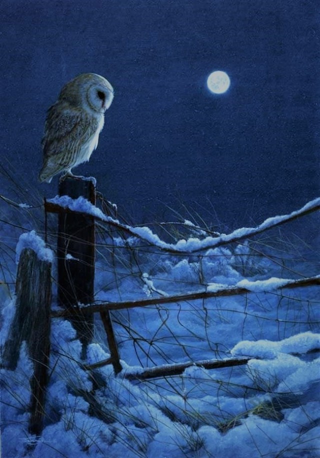 Christmas 5 -A Wise Snow Owl