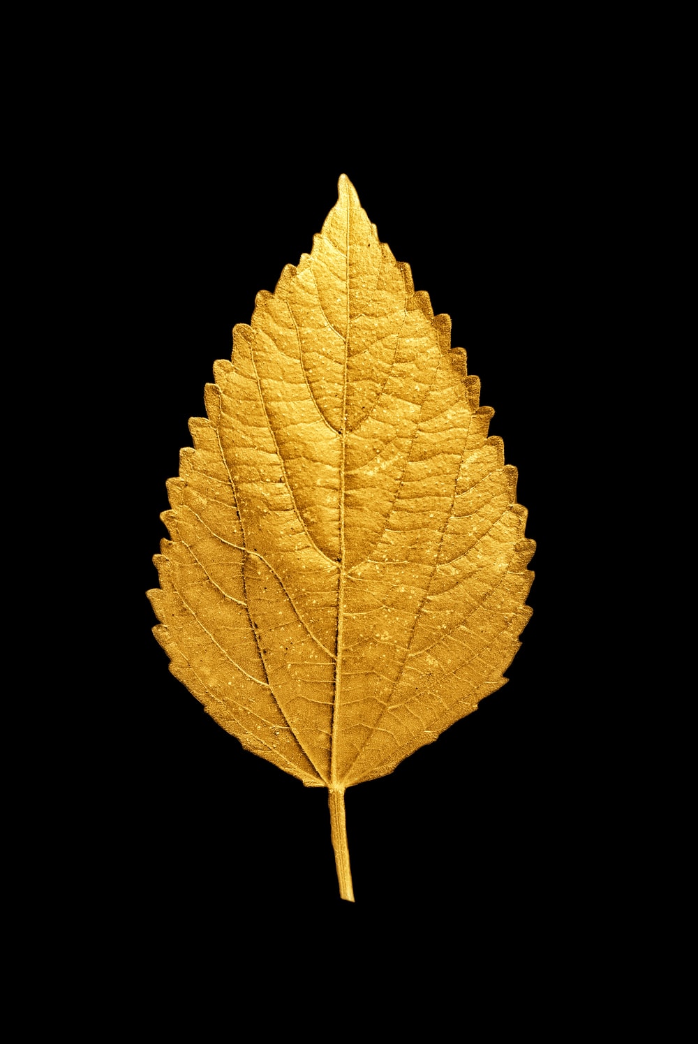 Pick A Golden Leaf-Past