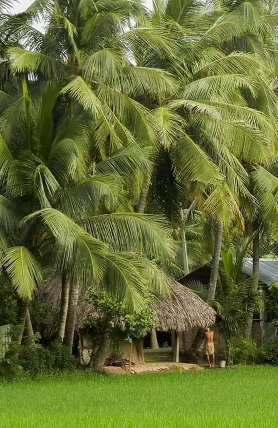 Kerala 2 - The Coconut Palm Trees