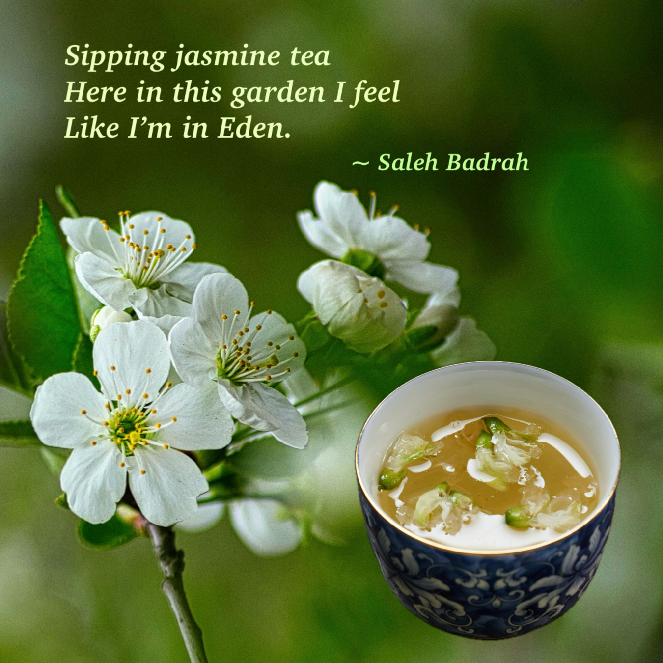 Jasmine Tea