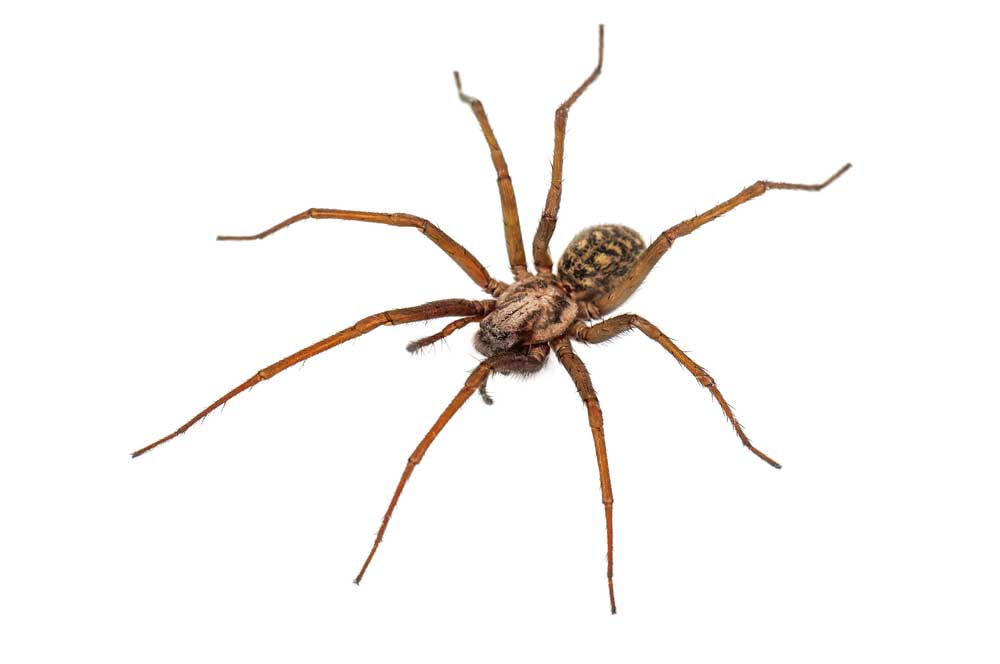 Creepy Crawlies