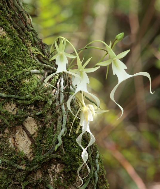 Ghost Orchid