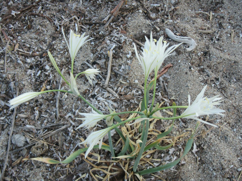 Πώς; Μόνο Έτσι.