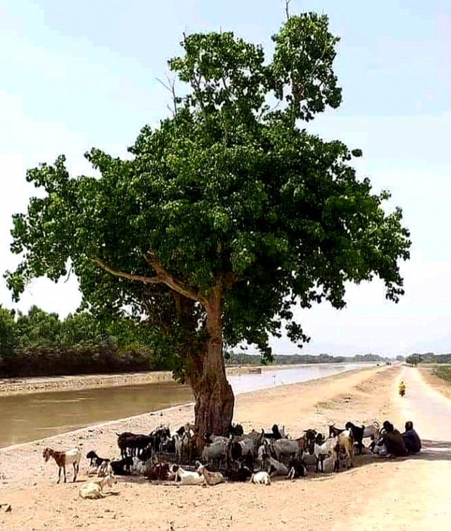 Tree 19 -The Benevolent Tree And The Goats