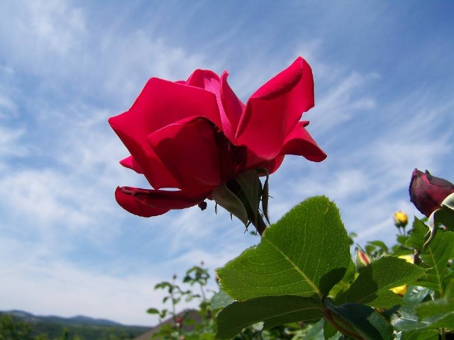 Casida De La Rosa / Qasida Of The Rose / Casida Trandafirului / Casida De La Rose