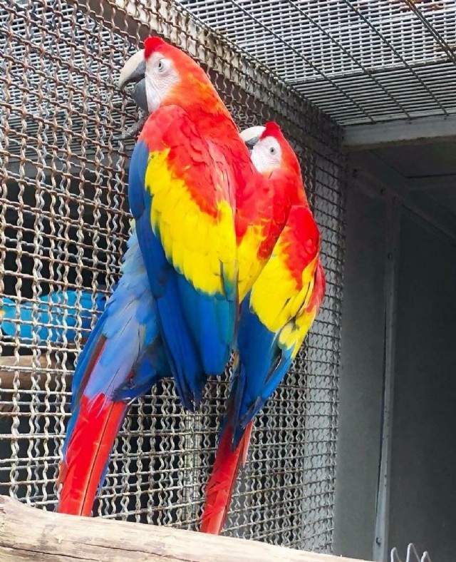 To Catch A Scarlet Macaw