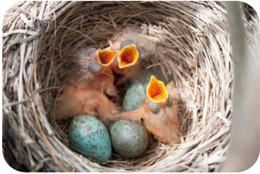 A Sparrow's Story