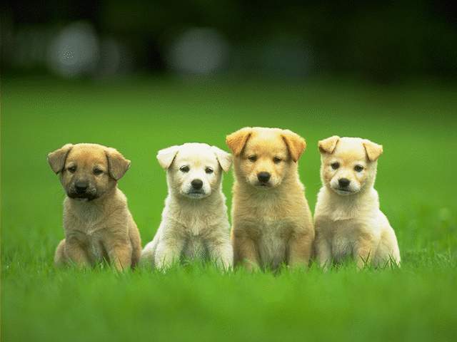 Animals